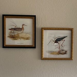 Framed Bird Art Prints - Black and Gold Frames